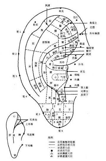 按摩处方4-头穴:晕听区,感觉区,生殖区,强壮区等.