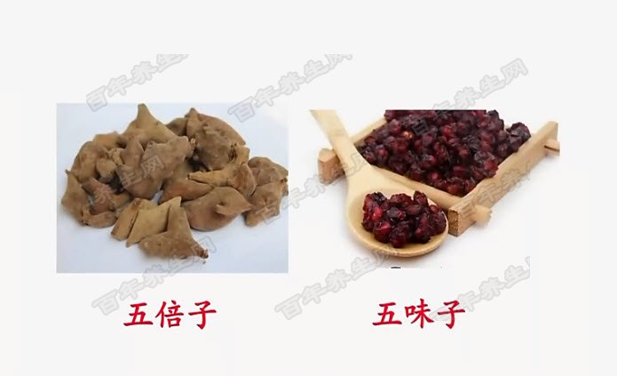 五倍子和五味子的区别